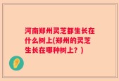 河南郑州灵芝都生长在什么树上(郑州的灵芝生长在哪种树上？)