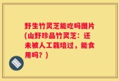 野生竹灵芝能吃吗图片(山野珍品竹灵芝：还未被人工栽培过，能食用吗？)