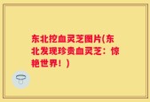 东北挖血灵芝图片(东北发现珍贵血灵芝：惊艳世界！)