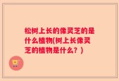 松树上长的像灵芝的是什么植物(树上长像灵芝的植物是什么？)