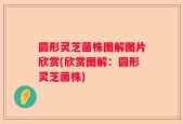 圆形灵芝菌株图解图片欣赏(欣赏图解：圆形灵芝菌株)
