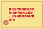 花盆灵芝的种植方法图片(如何种植花盆灵芝，分享种植方法并配有图片)