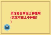 灵芝能否拿泥土种植呢(灵芝可在土中种植？)