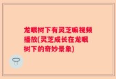 龙眼树下有灵芝嘛视频播放(灵芝成长在龙眼树下的奇妙景象)