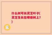 什么树可长灵芝叶子(灵芝生长在哪些树上？)