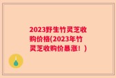 2023野生竹灵芝收购价格(2023年竹灵芝收购价暴涨！)
