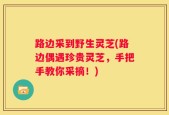 路边采到野生灵芝(路边偶遇珍贵灵芝，手把手教你采摘！)