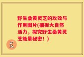 野生桑黄灵芝的攻效与作用图片(捕捉大自然活力，探究野生桑黄灵芝能量秘密！)