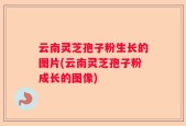 云南灵芝孢子粉生长的图片(云南灵芝孢子粉成长的图像)