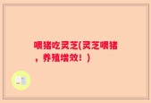 喂猪吃灵芝(灵芝喂猪，养殖增效！)