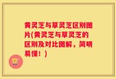 黄灵芝与草灵芝区别图片(黄灵芝与草灵芝的区别及对比图解，简明易懂！)