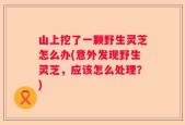 山上挖了一颗野生灵芝怎么办(意外发现野生灵芝，应该怎么处理？)