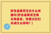野生桑黄灵芝长什么样图片(野生桑黄灵芝揭示真面目，你看过它们长成什么样吗？)