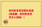 农村野生灵芝照片高清(高清图：农村野生灵芝令人惊叹！)