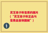 灵芝孢子粉变质的图片(“灵芝孢子粉正品与变质品鉴别图解”)