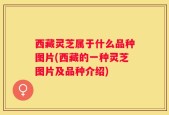 西藏灵芝属于什么品种图片(西藏的一种灵芝图片及品种介绍)