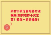 药材小灵芝苗培养方法视频(如何培养小灵芝苗？教你一步步操作！)