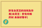 野生白灵芝的功效及作用(白灵芝：野生珍稀药材 身体好帮手)