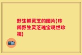野生鲜灵芝的图片(珍稀野生灵芝瑰宝现世珍视)
