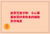 刮灵芝孢子粉：小心翼翼收获珍贵粉末的细致劳作场景