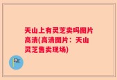 天山上有灵芝卖吗图片高清(高清图片：天山灵芝售卖现场)