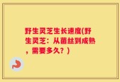野生灵芝生长速度(野生灵芝：从菌丝到成熟，需要多久？)