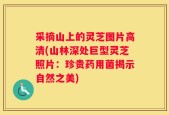 采摘山上的灵芝图片高清(山林深处巨型灵芝照片：珍贵药用菌揭示自然之美)