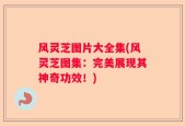 风灵芝图片大全集(风灵芝图集：完美展现其神奇功效！)