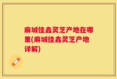 麻城佳鑫灵芝产地在哪里(麻城佳鑫灵芝产地详解)