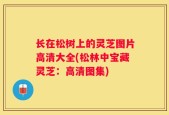 长在松树上的灵芝图片高清大全(松林中宝藏灵芝：高清图集)