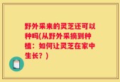 野外采来的灵芝还可以种吗(从野外采摘到种植：如何让灵芝在家中生长？)