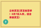立秋灵芝(灵芝收获季！8月7日入秋，适合采摘灵芝！