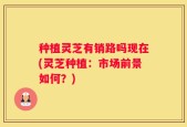 种植灵芝有销路吗现在(灵芝种植：市场前景如何？)