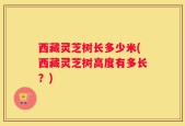 西藏灵芝树长多少米(西藏灵芝树高度有多长？)