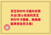 灵芝钩针叶子图片欣赏大全(赏心悦目的灵芝钩针叶子图集，精美细腻再现自然之美)