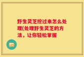 野生灵芝挖过来怎么处理(处理野生灵芝的方法，让你轻松掌握