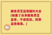 鹿角灵芝盆景图片大全(收集了众多鹿角灵芝盆景，千姿百态，欣赏盆景美景。)