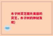 木子树灵芝图片美丽的灵芝，木子树的神秘发现)