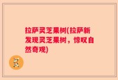 拉萨灵芝果树(拉萨新发现灵芝果树，惊叹自然奇观)
