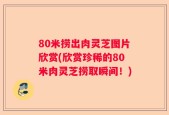 80米捞出肉灵芝图片欣赏(欣赏珍稀的80米肉灵芝捞取瞬间！)