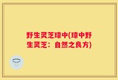 野生灵芝琼中(琼中野生灵芝：自然之良方)