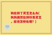 狗捡到了灵芝怎么办(狗狗偶然捡到珍贵灵芝，应该怎样处理？)