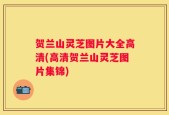 贺兰山灵芝图片大全高清(高清贺兰山灵芝图片集锦)