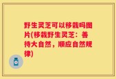 野生灵芝可以移栽吗图片(移栽野生灵芝：善待大自然，顺应自然规律)