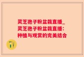 灵芝孢子粉盆栽直播_灵芝孢子粉盆栽直播：种植与观赏的完美结合