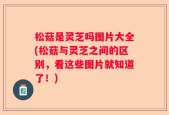 松菇是灵芝吗图片大全(松菇与灵芝之间的区别，看这些图片就知道了！)