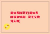 固体发酵灵芝(固体发酵带来惊喜！灵芝又拔得头筹)