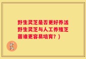 野生灵芝是否更好养活野生灵芝与人工养殖芝菌谁更容易培育？)