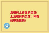 龙眼树上寄生的灵芝(上龙眼树的灵芝：神奇的寄生植物)