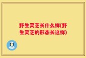 野生灵芝长什么样(野生灵芝的形态长这样)